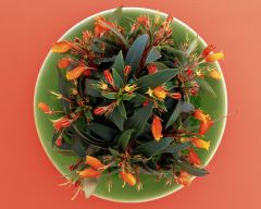 Tapeta Nature Flowers 617.jpg